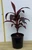 Cordyline Firestorm in 200 mm pot.