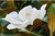 the large, fragrant white flowers of Magnolia Kay Parris