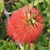 Melaleuca hypericifolia Ulladulla Beacon Australian Native