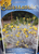 Conostylis candicans Silver Sunrise NATIVE