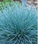 Blue Grass Festuca glauca Blue Fescue