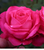 Rose Simply Samantha (Unconventional Lady)