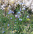 Blue butterfly bush has true blue flowers which resemble butterflies.