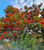 Queensland Waratah Alloxylon Flammeum