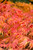 Japanes Maple Acer Palmatum