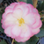 Camellia Paradise Blush SASANQUA