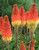 Kniphofia caulescens