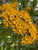 Queensland Golden Myrtle Metrosideros queenslandica australian native.  Thaleropia queenslandica.