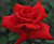 Rose Grande Amore
