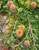 Banksia serrata Pygmy Possum NATIVE