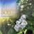 The front of the plant tag of Radermachera Summerscent. The front of the plant tag of Radermachera Summerscent.