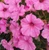 Petunia Supertunia Bubblegum