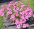 Petunia Supertunia Bubblegum
