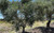 Frantoio/Heritage Olive Trees.