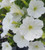 Petunia Supertunia Snow Drift