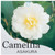 Camellia Asakura SASANQUA