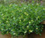 Goodenia ovata Gold Cover australian NATIVE