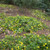 Goodenia ovata Gold Cover australian NATIVE