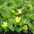Goodenia ovata Gold Cover australian NATIVE