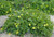 Goodenia ovata Gold Cover australian NATIVE