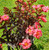 Crepe Myrtle Lagerstroemia Centrestage Coral