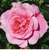 Rose Showpiece Blush Bush Rose