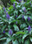 Blue Ginger Dichorisandra Thrysiflora