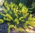 Crowded Leaf Wattle Acacia conferta NATIVE