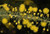 Crowded Leaf Wattle Acacia conferta NATIVE