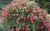 Callistemon citrinus Pink Neon NATIVE