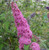 Butterfly Bush Buddleia davidii "Pink Delight"