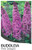 Butterfly Bush Buddleia davidii "Pink Delight"