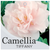Camellia Tiffany JAPONICA