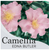 Camellia Edna Butler SASANQUA