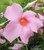 Mandevilla Tourmaline Rose