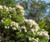 Melaleuca Snowstorm NATIVE