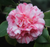 Camellia Thompsonii Rosea JAPONICA