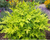 Nandina domestica Magical Lemon Lime