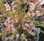 Astartea Winter Pink Australian NATIVE
