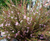 Astartea Winter Pink Australian NATIVE