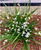 Libertia paniculata Shadow Star NATIVE