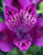 Princess Lily Alstromeria Inca Replay