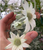 Flannel Flower Actinotus helianthi Superstar NATIVE