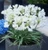 Agapanthus Double Diamond