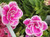 Calibrachoa Superbells Doublette Love Swept
