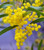 Zig Zag Wattle Acacia macradenia Australian NATIVE