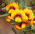 Bacon and Egg Plant Eutaxia obovata australian NATIVE