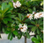 Frangipani Obtusa "Darwin Petite Pink" DWARF