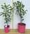 Plumeria Pudica is available in 140 mm and 200 mm pot sizes from Princess Fancy-Plants at Chandler.