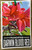 Plant tag for Frangipani Rubra Darwin Blood Red.
